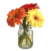 A mason jar with red, orange, and yellow Gerbera daisies on a white background.